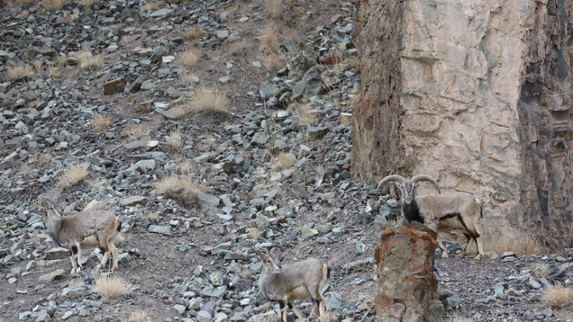 Photo courtesy Inger Vandyke - Wildlife Photographer